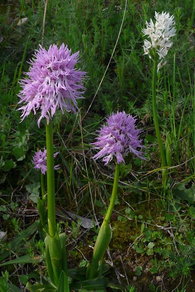 Orchis d'Italie